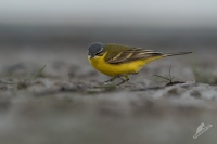 Konipas lucni - Motacilla flava - Western Yellow Wagtail 0154